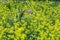 Yellow field of rapeseeds