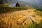 A yellow field of rice terrace step on hill