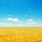 yellow field with ripe harvest and deep blue sky