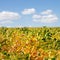 yellow field with ripe soy. Food products for vegetarians and vegans. Clouds over the field with green soybean