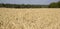 Yellow field of ripe wheat with golden spikelets and strip of forest on horizon line, selective focus