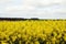 Yellow field on Salisbury Plain.