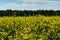 Yellow field with some flowers from the close perspective and the field and a strip of forest intended blurred in the backgro