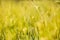 Yellow field of spikelets in summer. Yellow ears of wheat on field