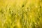 Yellow field of spikelets in summer. Yellow ears of wheat on field