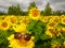 Yellow field of sunflowers against the background of trees in the Republic of Tatarstan