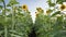 Yellow field of sunflowers in summer under blue sky