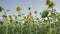 Yellow field of sunflowers in summer under blue sky