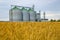 Yellow field of wheat or barley, in the background out of focus group of grain dryers complex