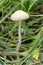 Yellow Fieldcap