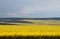 Yellow fields