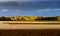 Yellow fields at last autumnal days