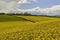 Yellow Fields near Goring on Thames