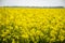 Yellow fields in Normandy