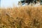 Yellow fields with ripe hard wheat, grano duro, Sicily, Italy