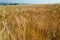 Yellow fields with ripe hard wheat, grano duro, Sicily, Italy