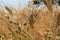 Yellow fields with ripe hard wheat, grano duro, Sicily, Italy