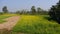 Yellow fields of ripening mustard