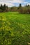 Yellow fields and trees. Sibir.