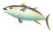 Yellow Fin Tuna Fish