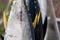 Yellow fin tunas exposed on sale from fishermen