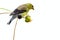 Yellow finch