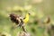 Yellow Finch