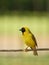 Yellow finch