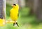 Yellow Finch bird at feeder