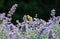 Yellow Finch in Purple Flowers