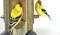 Yellow Finches at bird feeder