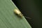 Yellow firefly on leaf, Satara, Maharashtra,