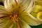 Yellow Fireworks Dahlia