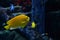 Yellow fish