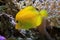 Yellow fish