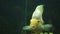 Yellow fish of Cichlasoma parrot in aquarium