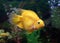 Yellow fish of Cichlasoma parrot in an aquarium interior