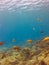 Yellow fish in the ocean, Chromis limbata off the coast of the Canary Islands