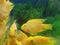 Yellow fishes inside aquarium