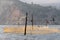 Yellow fishing nets sitting on them cormorants and gulls