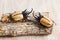 Yellow five horned beetle