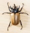 Yellow five horned beetle