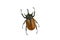 Yellow five-horned beetle