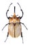 The yellow five-horned beetle on the white background