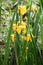 Yellow or Flag Iris - Iris pseudacorus, Surlingham, Norfolk Broads, England, UK.