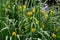 Yellow or Flag Iris - Iris pseudacorus, Surlingham, Norfolk Broads, England, UK.