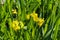 yellow flag, yellow iris or water flag (Iris pseudacorus) flower blooming in spring