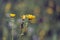 Yellow flame-like Flowers of smooth hawksbeard