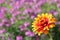 Yellow Flame Zinnia Flower Background