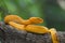 Yellow flat-nosed viper ( Craspedocephalus ) hanging on a branch. beautiful colored venomous pit viper